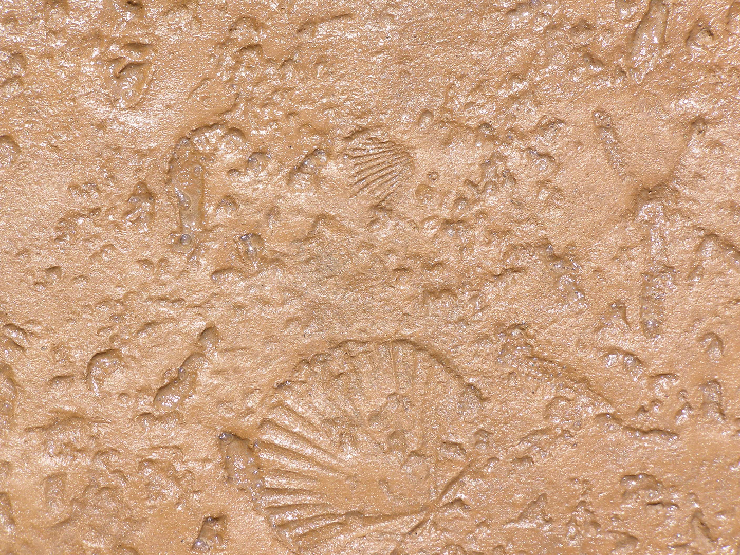 Wet Concrete With Shells and Stone Printed